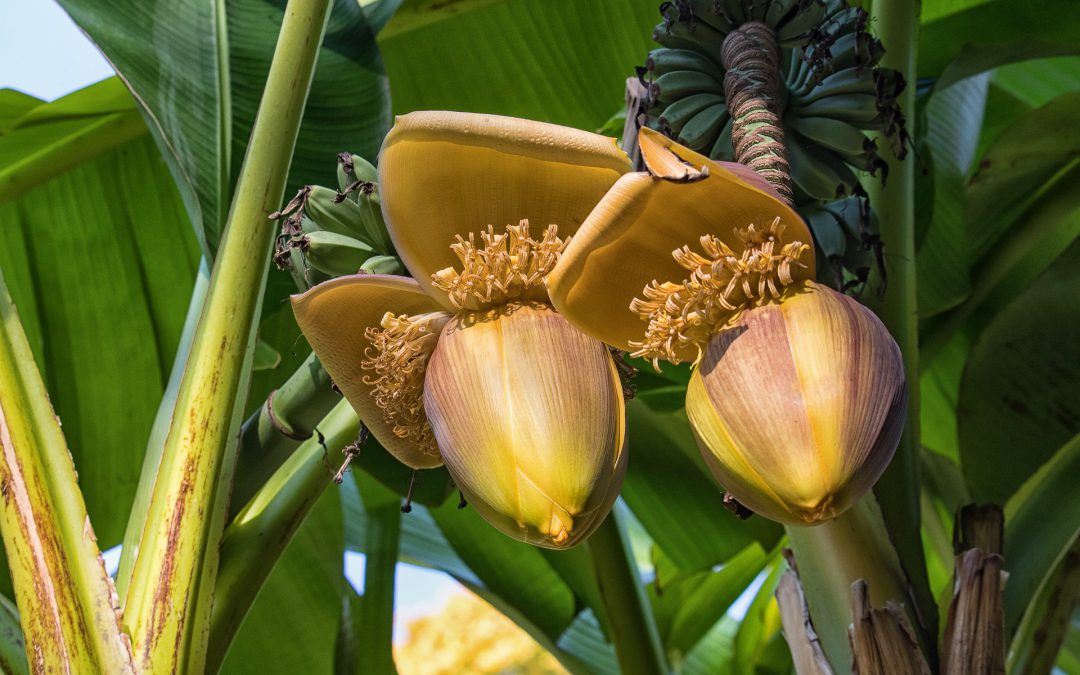 agricultura - asociación gastronómica palmera